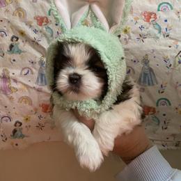 Shih Tzu Puppies from Tiny Bubbles Shih Tzus