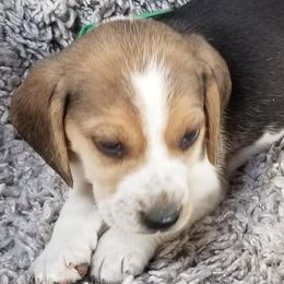 Beagles and Cairn Terriers from Loves Kennel