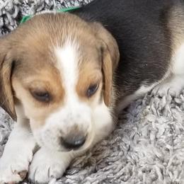 Beagles and Cairn Terriers from Loves Kennel