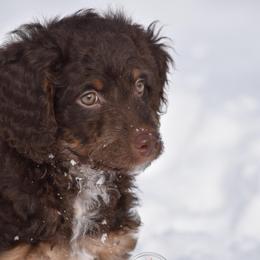 Green boy - Brown male Bernedoodle puppy in Waukesha, Wisconsin from Bernedoodle Boutique (and Cavapoos)