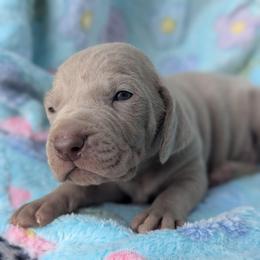 Silver boy 2 - Silver gray male Weimaraner puppy in Rancho Cucamonga, California from Freehart's Weimaraners
