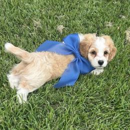 Dodger - Red and white male Cockapoo puppy in Elgin, Texas from Good Grief Doodles