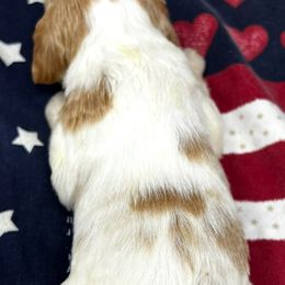 Pink girl 5 - White and orange female Brittany puppy in Floyd Knobs, Indiana from Cross Creek Brittanys