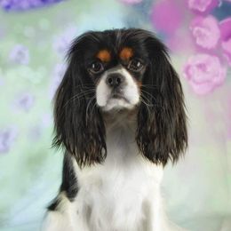 Twyla - Cavalier King Charles Spaniel