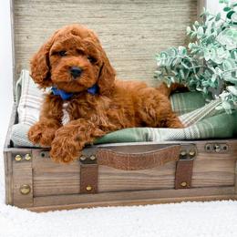 Boy 1 - male Cavapoo puppy in Statesville, North Carolina from Doodle Babies