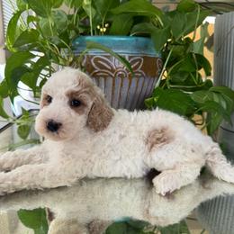Kiki - Parti female Poodle puppy in Los Angeles, California from Exquisite Doodles