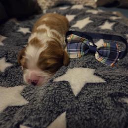 Blue Boy - Blenheim male Cavalier King Charles Spaniel puppy in Forest Lake, Minnesota from Northern Lights Goldens