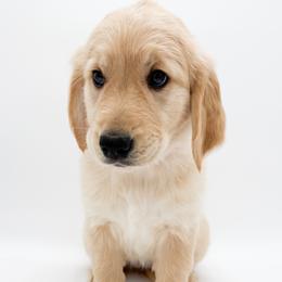 Lucy - Light golden female Golden Retriever puppy in Elmwood Park, Illinois from Goldens&MiniAussiesWithFinesse