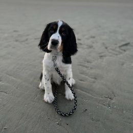 English Springer Spaniel Puppies from Rocky Top Springer Spaniels