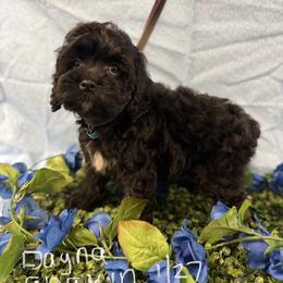 Dayna black boy blue - Black male Cockapoo puppy in Haines City, Florida from Camic Cockapoos