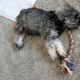 Miniature Schnauzer Puppies from Mini Schnauzers 4U