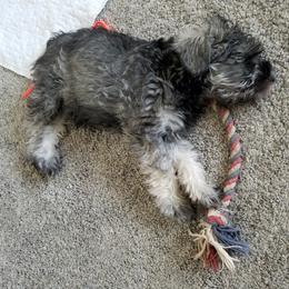Miniature Schnauzer Puppies from Mini Schnauzers 4U