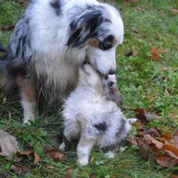 Assorted Doodle Crosses, Aussiedoodles, Australian Shepherds, and Miniature Australian Shepherds from North Lake Doodles