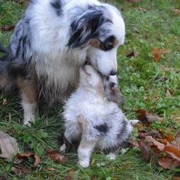 Assorted Doodle Crosses, Aussiedoodles, Australian Shepherds, and Miniature Australian Shepherds from North Lake Doodles