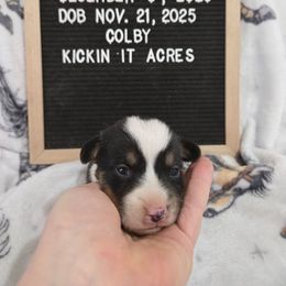 Colby - Black and tan male Pembroke Welsh Corgi puppy in Chariton, Iowa from Kickin It Acres BCs
