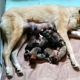 Anatolian Shepherd Dog Puppies from Alaturkay Anatolians since 1987