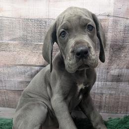 Ducky - Blue female Great Dane puppy in Bay City, Michigan from Monarch Danes