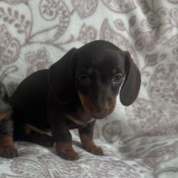 Female 2 - Chocolate and tan female Dachshund puppy in Sauk Village, Illinois from Midwest Timberland Pups