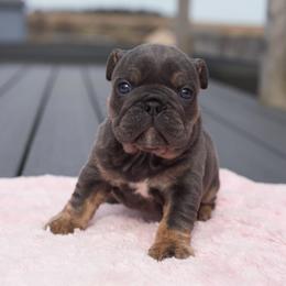 Subzero - Blue tri-color female Bulldog puppy in Warsaw, New York from Hillview Kennels