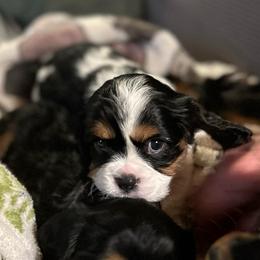 Tucker - Tri-color male Cavalier King Charles Spaniel puppy in Oroville, California from Happy Tails Kennel