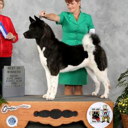 Paislee - Akita
