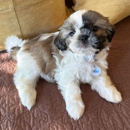 Mr. Cinnamon Mustache-AKC Champion Bloodline - Gold and white male Shih Tzu puppy in Long Beach, California from Prieto Shih-Tzu's