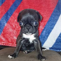 Black-White Girl 1 - Black female Pug puppy in El Mirage, Arizona from Kratos Legacy