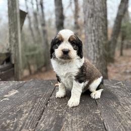Remi - Black white and tan female English Springer Spaniel puppy in Comer, Georgia from Stratton Spaniels