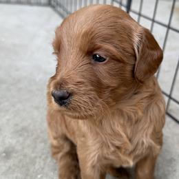 Goldendoodle and Labrador Retriever Puppies from BV Labs & Doodles