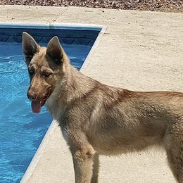 Georgia - German Shepherd