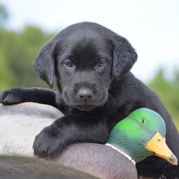 French Bulldog, Golden Retriever, and Labrador Retriever Puppies from Trigger Time Kennels