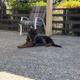German Shepherd Puppies from Bidwell Knight Shepherds