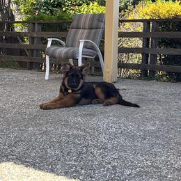 German Shepherd Puppies from Bidwell Knight Shepherds