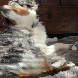 Toy Australian Shepherd All Grown Up from Slo Toy Aussies at Antonia
