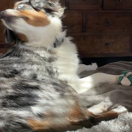 Toy Australian Shepherd All Grown Up from Slo Toy Aussies at Antonia