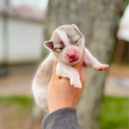 Rowan - Merle male Pomsky puppy in Cleveland, Ohio from Lake Point Pomskies
