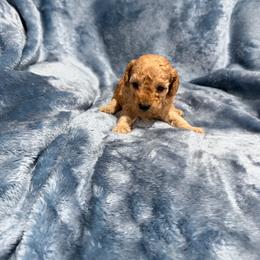 Cooper - Apricot male Poodle puppy in Tennessee Colony, Texas from Poodle an Doodles 3:16