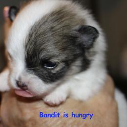 Bandit - Orange parti male Pomeranian puppy in Dillon, Montana from Medicine Lodge Poms LLC