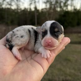 Arlo (Financing Available) - Blue merle and white male American Corgi puppy in Inverness, Florida from Canaan Farm Corgis