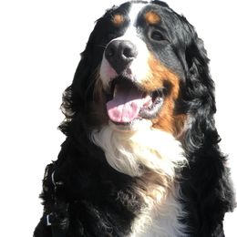 Gemini - Bernese Mountain Dog