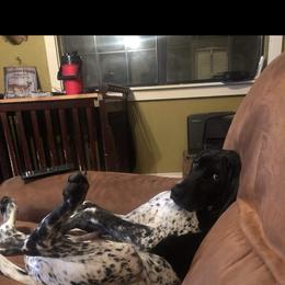 German Shorthaired Pointer puppies from Chapman Bird Dogs