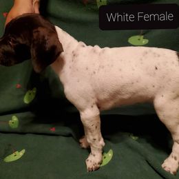 German Shorthaired Pointer Puppies from Cedar Hills GSP