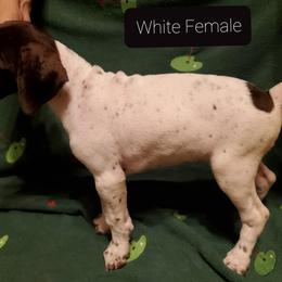 German Shorthaired Pointer Puppies from Cedar Hills GSP