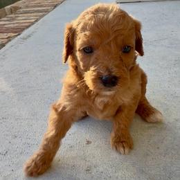 Boy 3 - Red  male Goldendoodle puppy in Meridian, Mississippi from Magnolia Poodles and Doodles