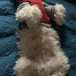 Shih Tzus from Universal Dynasty Kennels