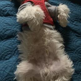Shih Tzus from Universal Dynasty Kennels