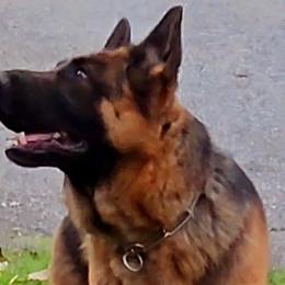 German Shepherds from Beau Ideal German Shepherds