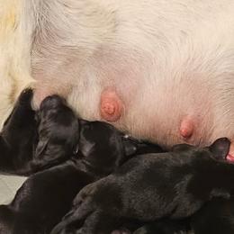 Labrador Retriever Puppies from Lakeside Labs