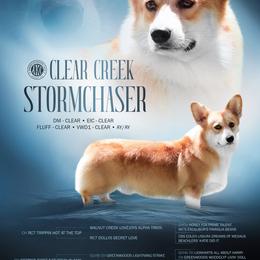Deuce - Pembroke Welsh Corgi