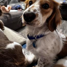 Dachshund puppies from Creme de la Creme Dachshunds